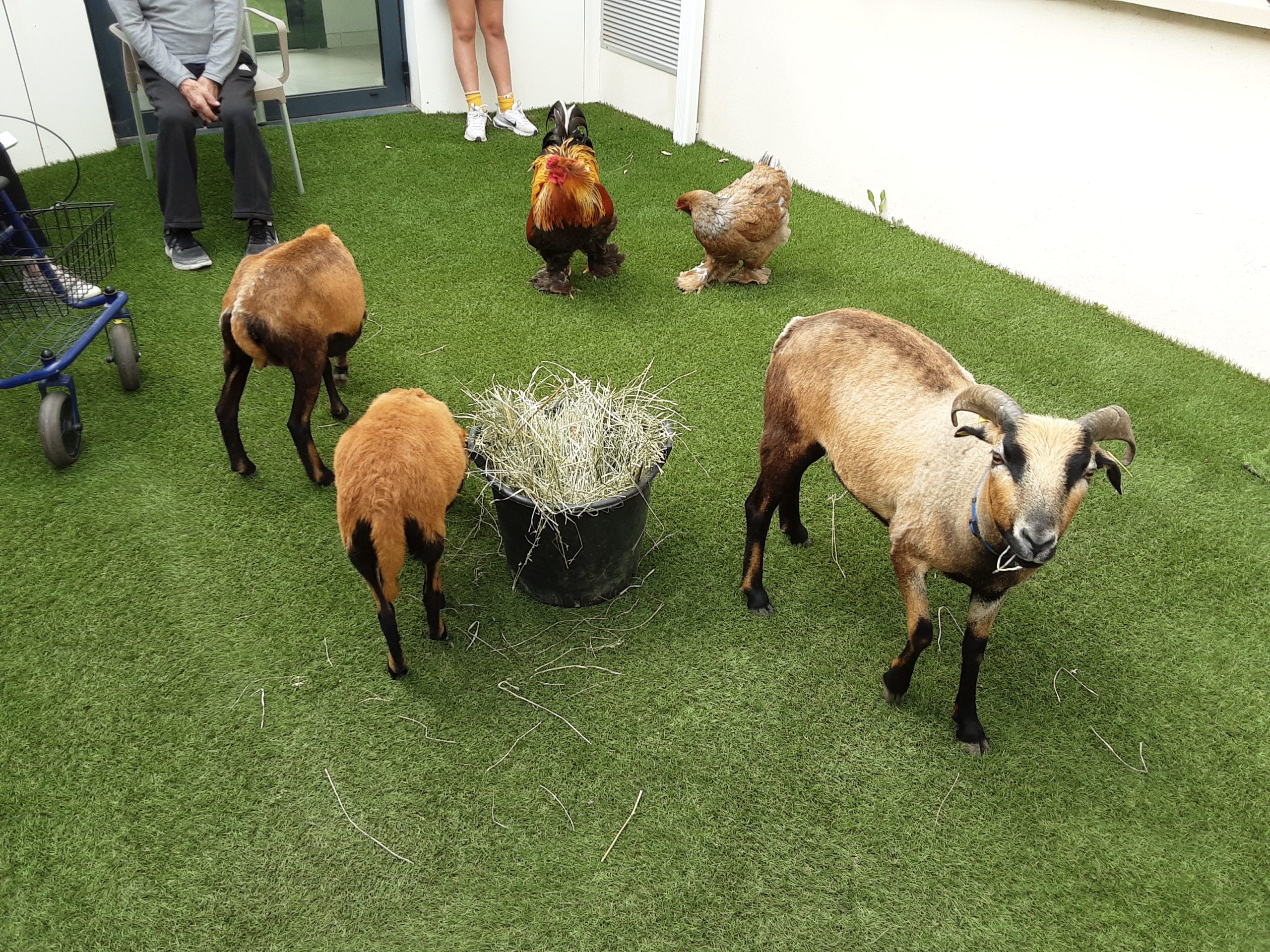 Médiation animale