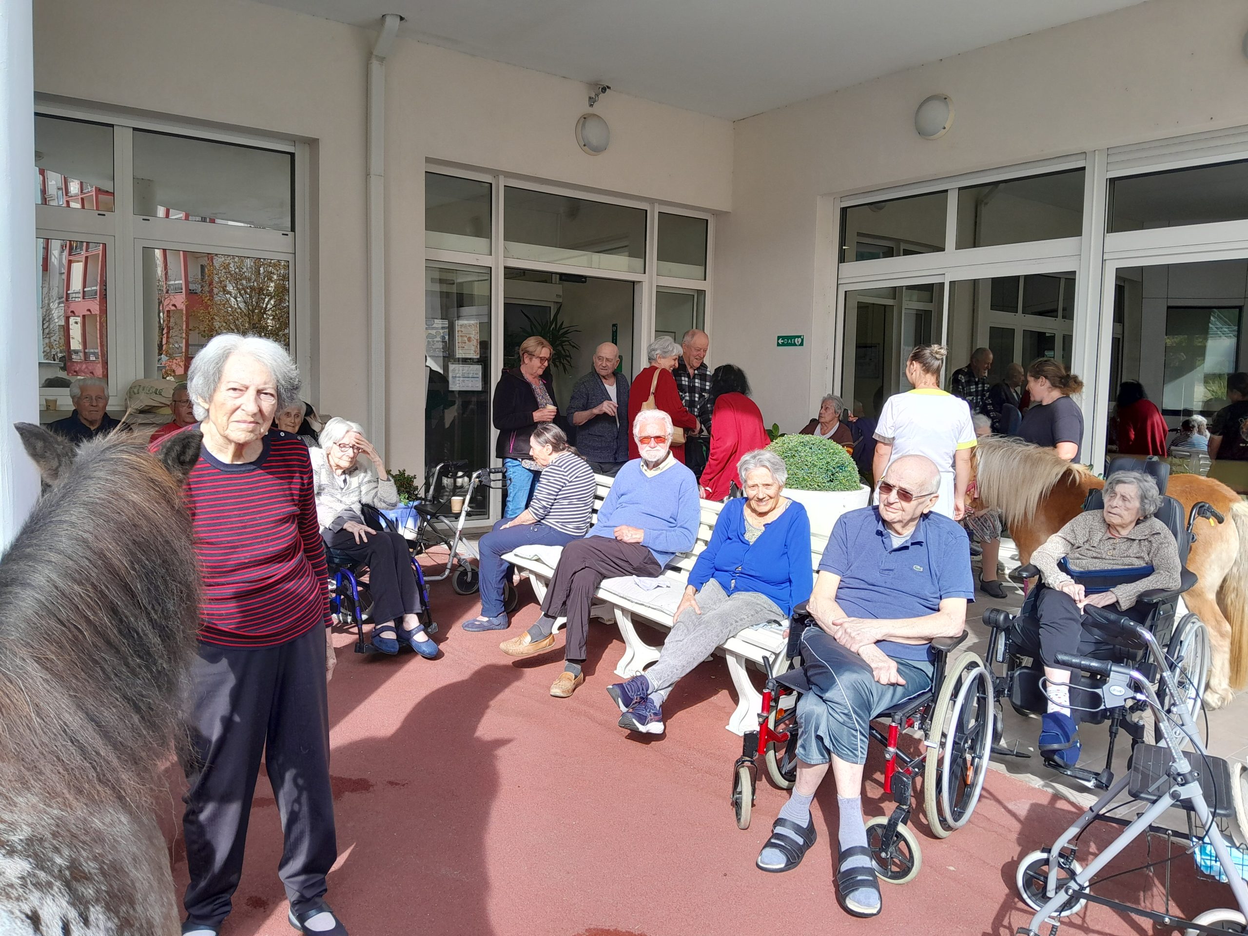 Visite des poneys