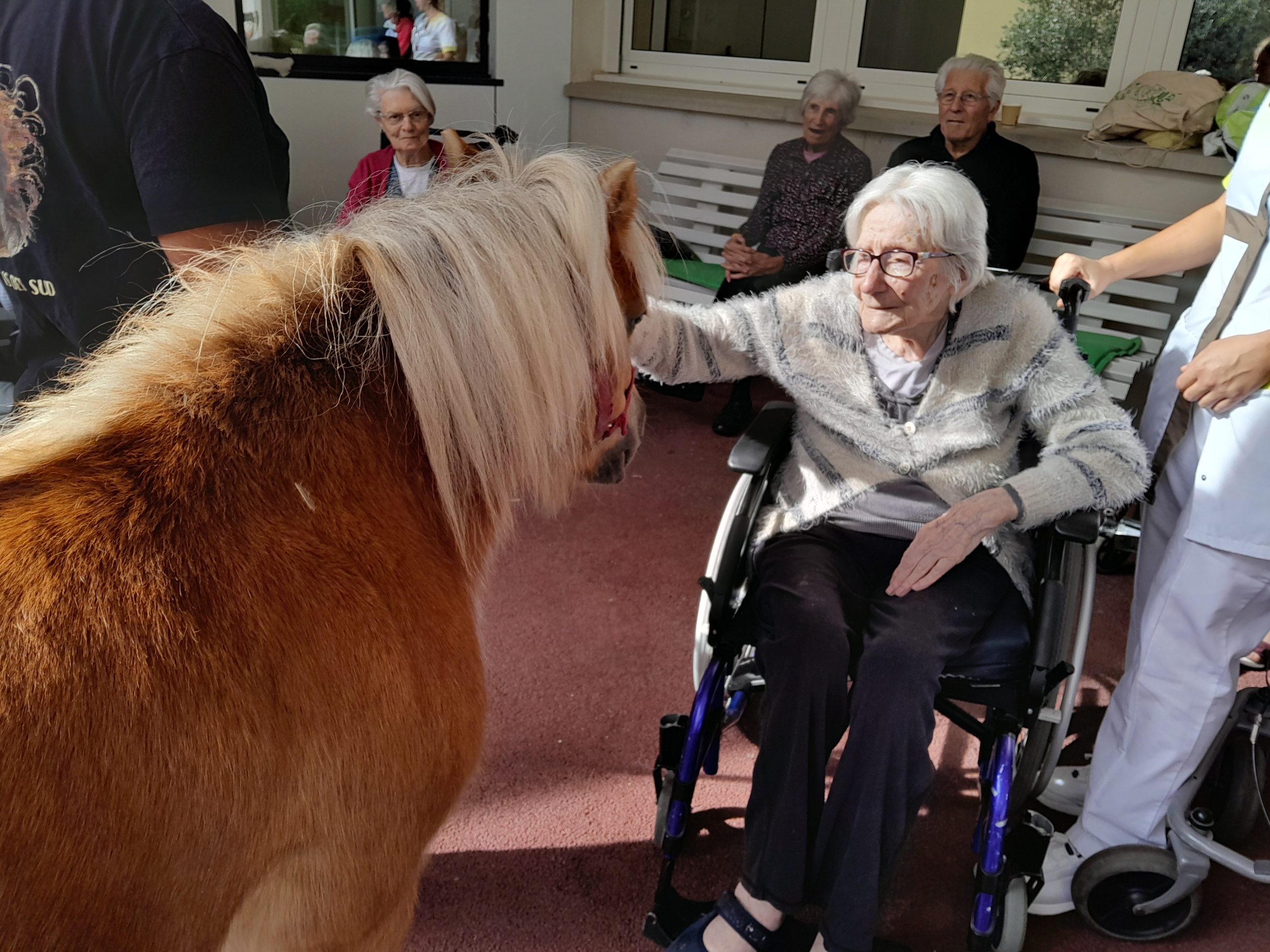 Visite des poneys